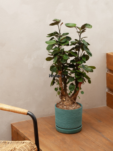 Полисциас Фабиан Вертак фото 3 Полисциас Фабиан Вертак фото 3