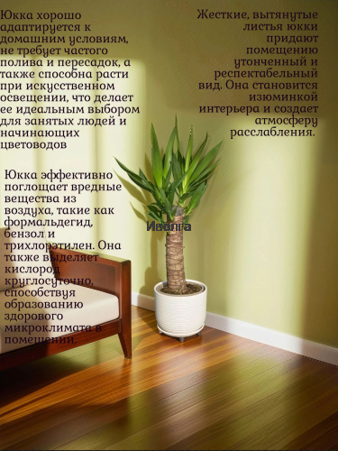Юкка высота 60см фото 4 Юкка высота 60см фото 4