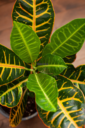 Кодиеум (Кротон) Петра высота 50см фото 5 Кодиеум (Кротон) Петра высота 50см фото 5