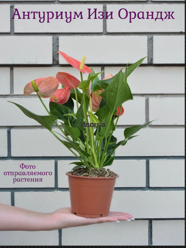 Антуриум Изи Оранж (Мужское счастье) фото 3 Антуриум Изи Оранж (Мужское счастье) фото 3