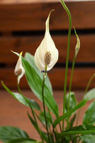 Спатифиллум Алана фото 4 Спатифиллум Алана фото 4